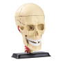 Модель черепа з нервами Edu-Toys збірна, 9 см (SK010)