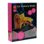 Модель анатомія вуха Edu-Toys збірна, 7,7 см (SK012)