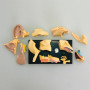 Модель анатомія вуха Edu-Toys збірна, 7,7 см (SK012)